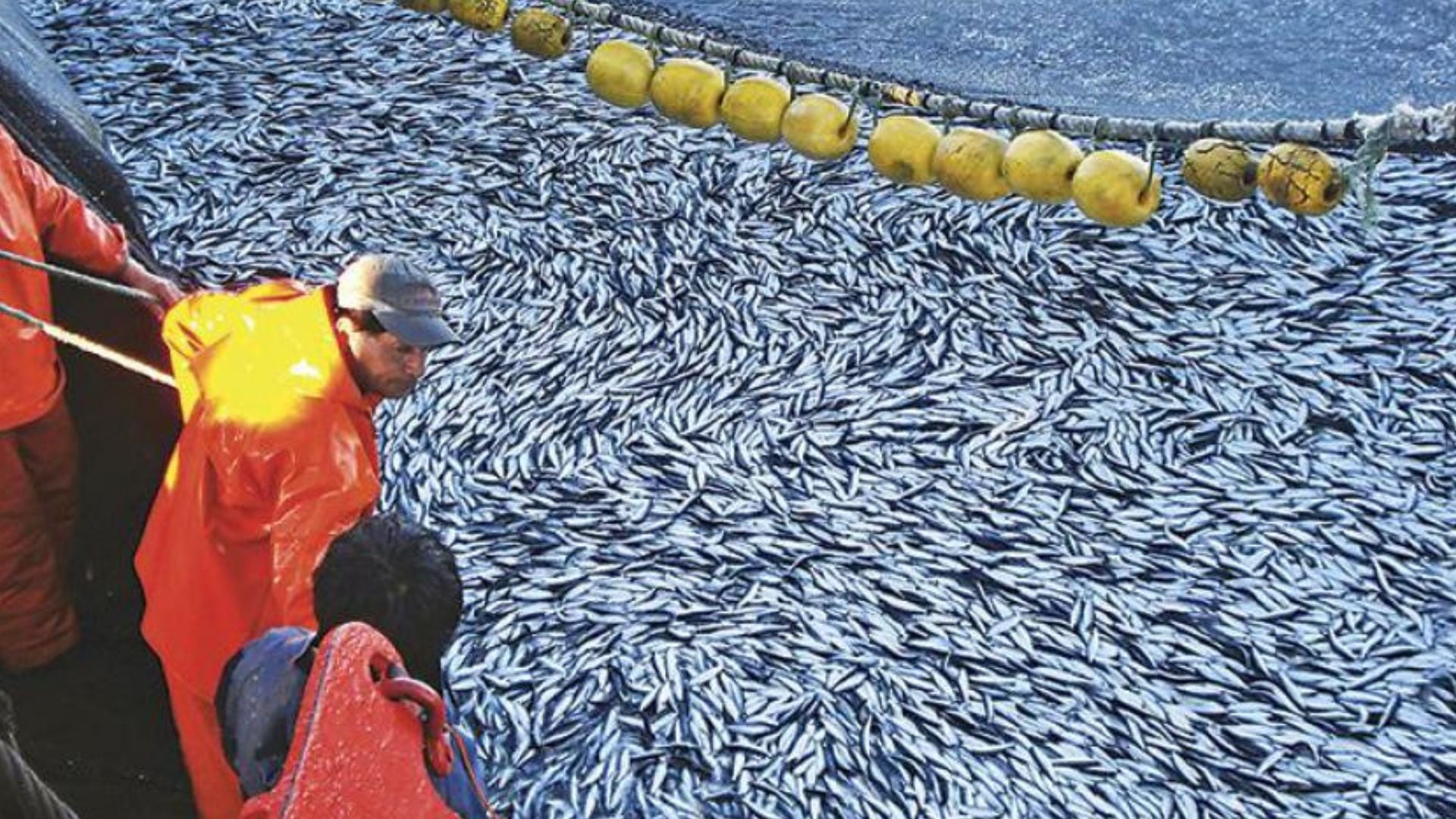 Anchoveta: Primera Temporada Norte-Centro 2026 se abre con apenas 1,9 millones de toneladas, la más baja en una década