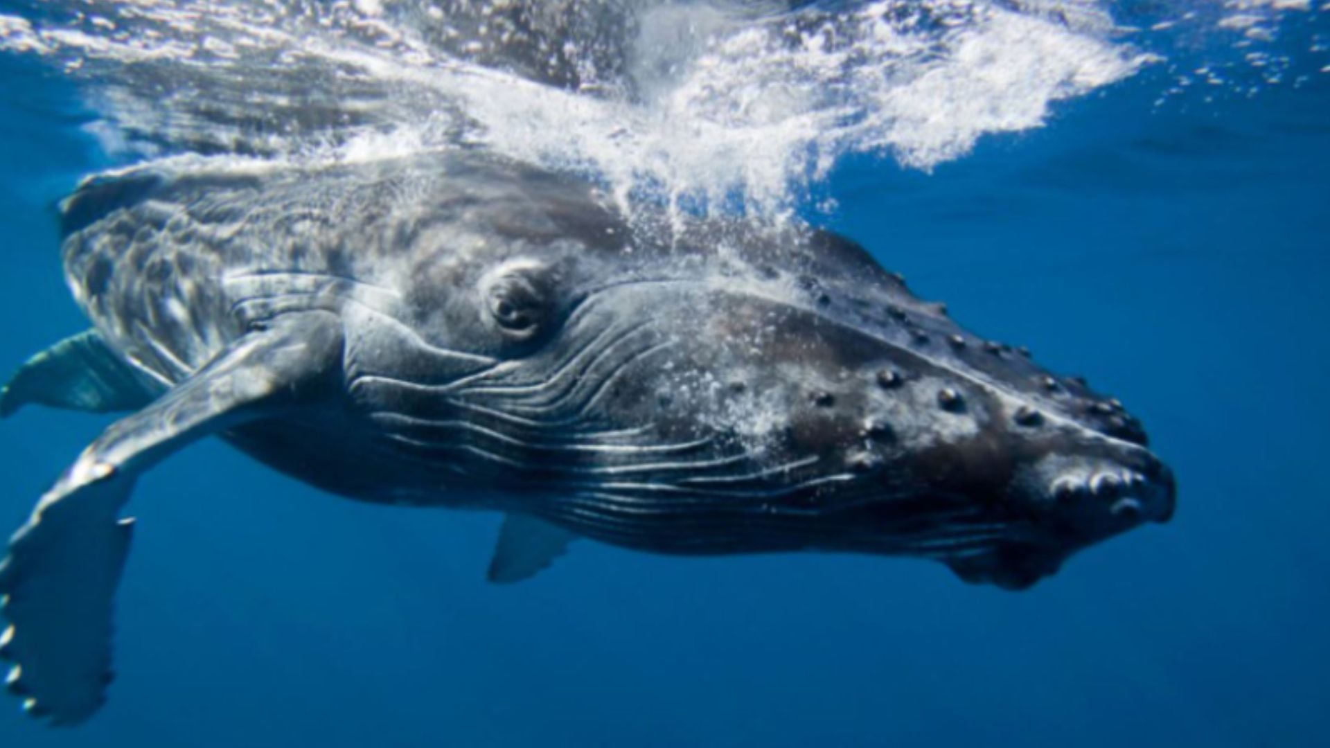 Temporada de ballenas en Perú: todo lo que debes saber sobre el avistamiento y sus precios en 2026