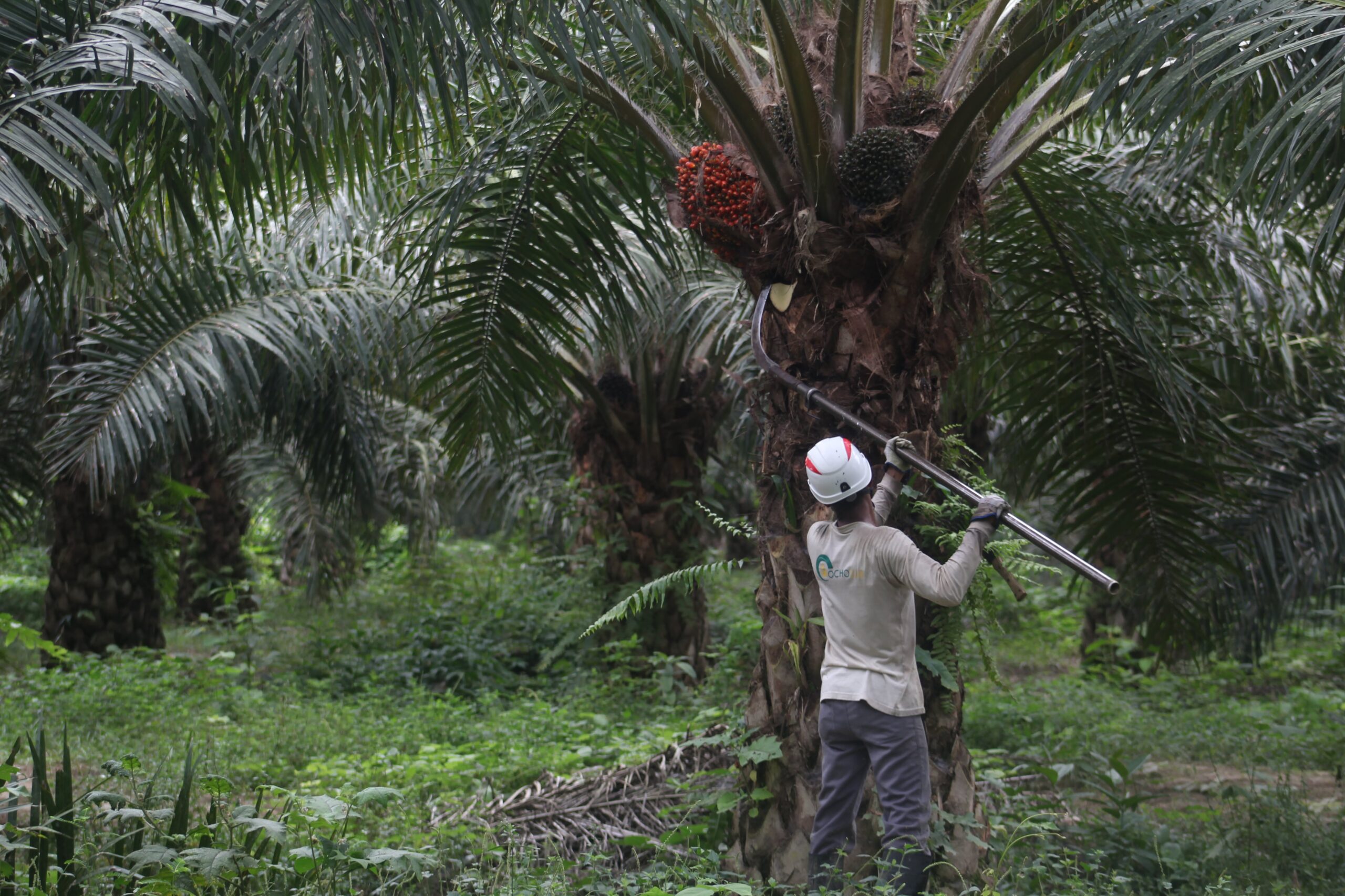 La palma aceitera formal desplaza a la coca y da empleo a más de 22 mil personas en la Amazonía peruana