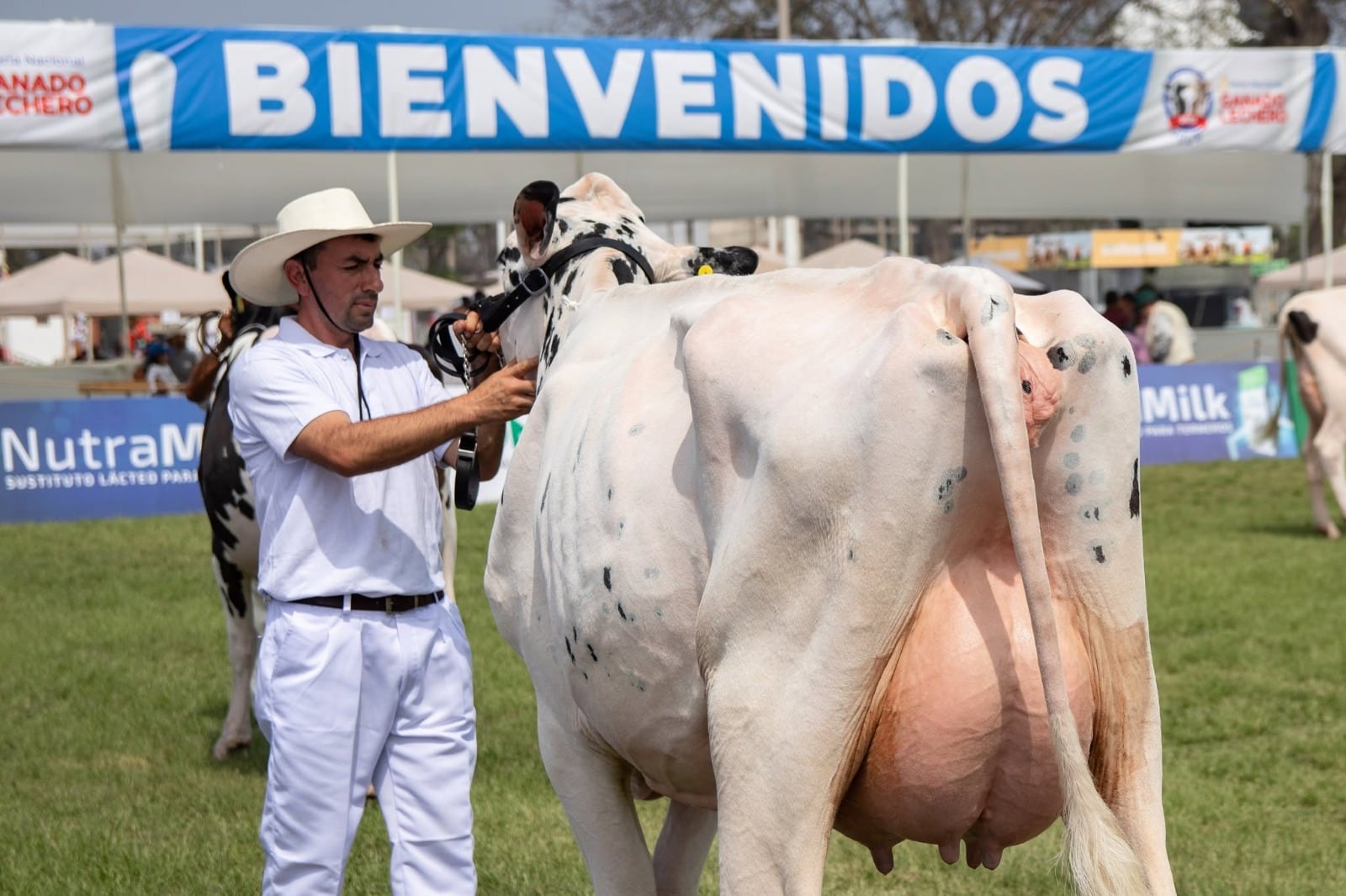 Producción de leche en Perú podría caer 25% por temperaturas extremas: organizan feria ganadera para abordar problemática