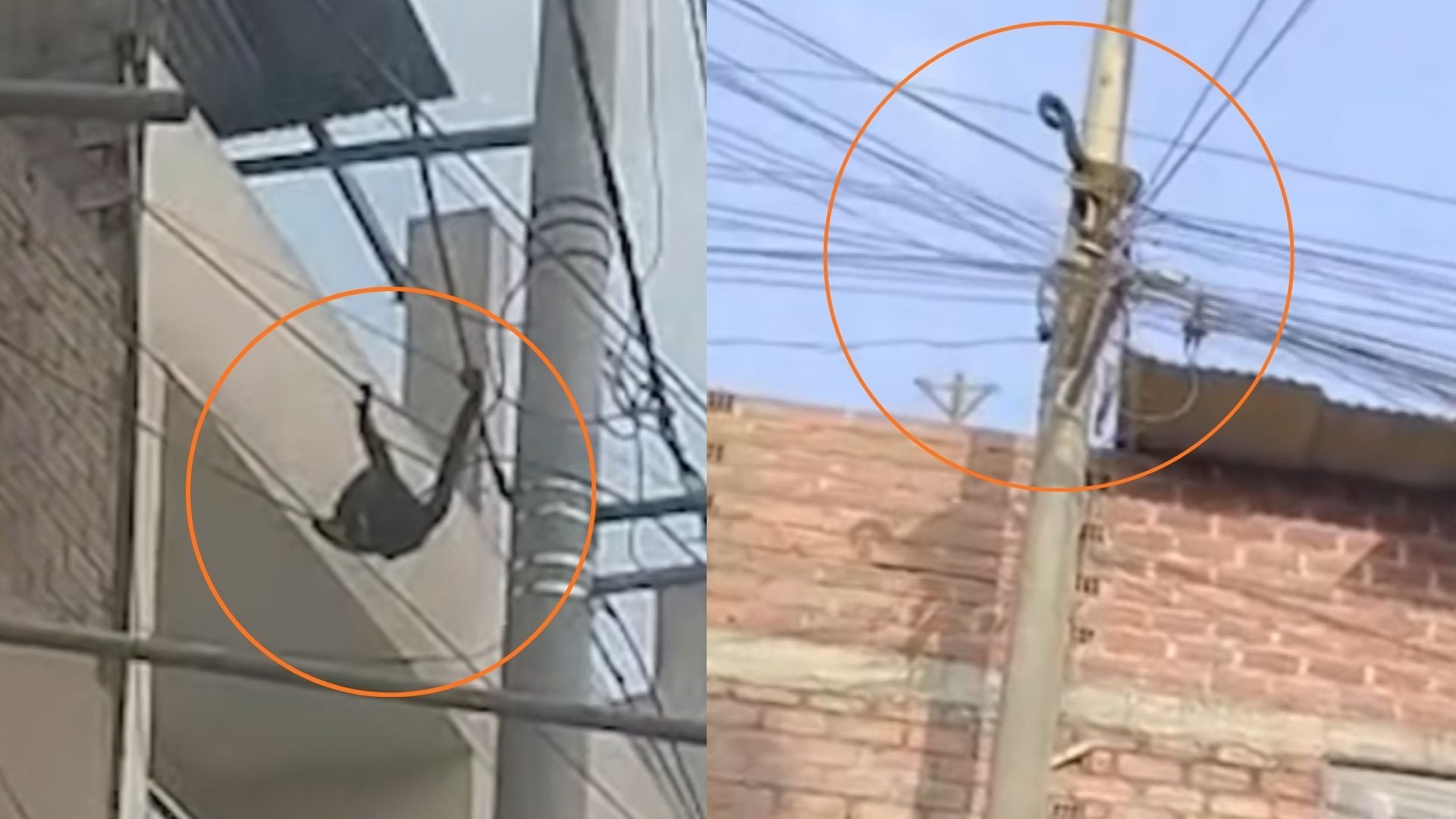 Mono trepa por cables y techos de viviendas en San Juan de Lurigancho en busca de comida