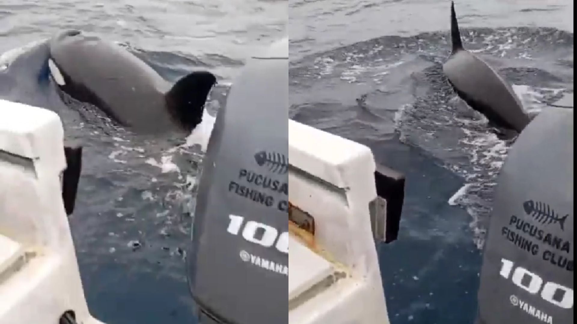 Inusual observación de orcas en Pucusana, mientras el mar peruano continúa calentándose por El Niño
